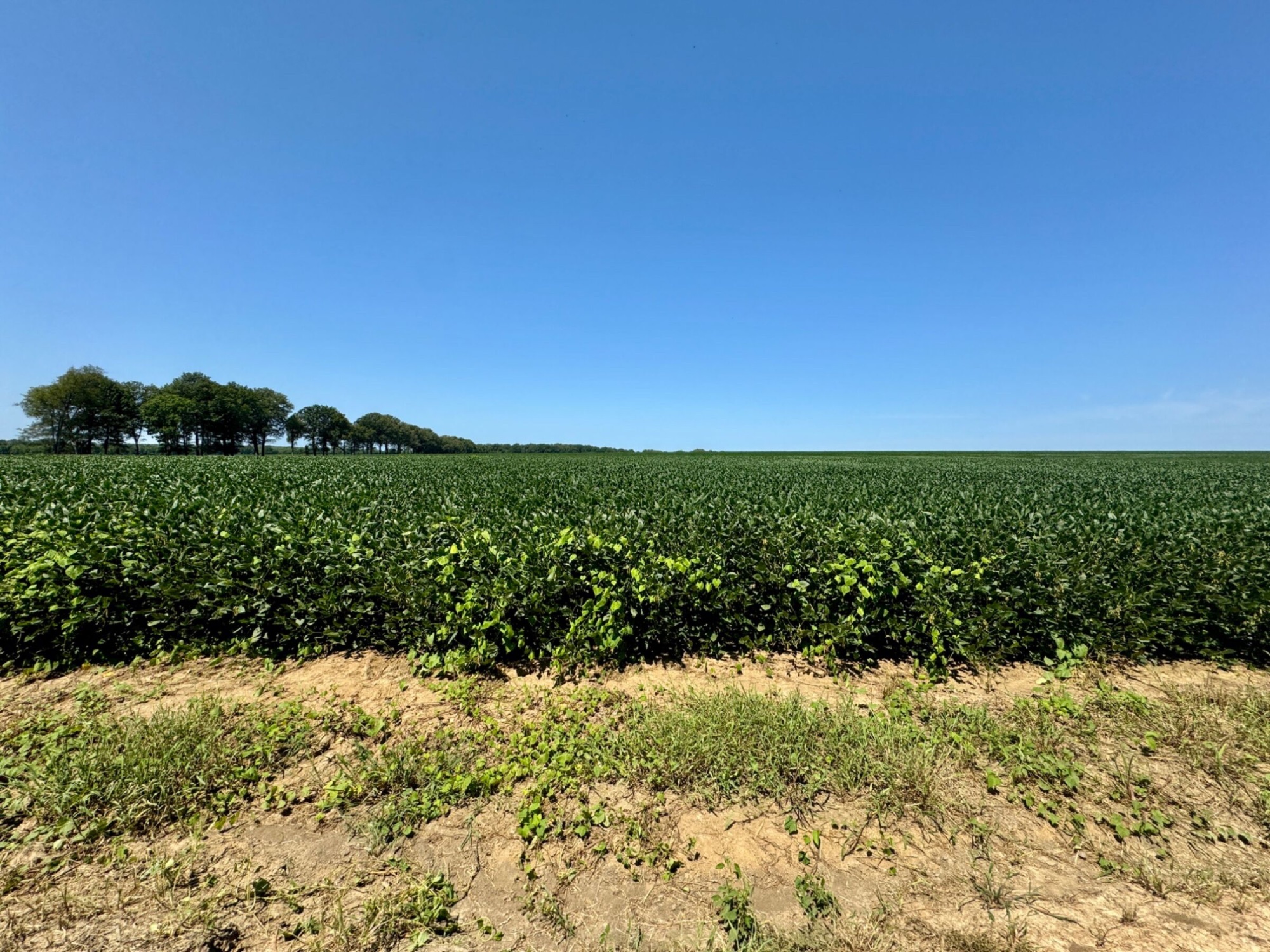 Row crops at Fisher Farms